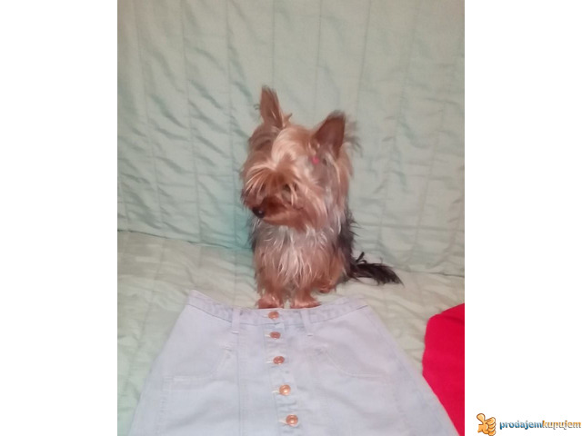 oglasi dijaspora austrija