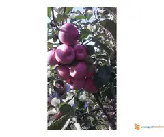 Rasadnik, sadnice voća proleće 2018 - 2