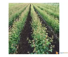 Rasadnik, sadnice voća proleće 2018 - 3