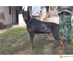 Muzjak dobermana 10 meseci - Black Summit Kennel