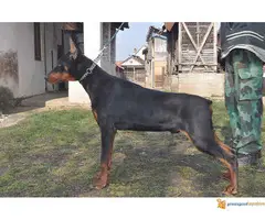 Muzjak dobermana 10 meseci - Black Summit Kennel