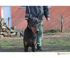 Muzjak dobermana 10 meseci - Black Summit Kennel