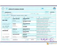 Muzjak dobermana 10 meseci - Black Summit Kennel