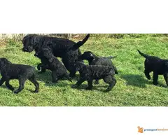 Veliki Crni Šnaucer štenad na prodaju