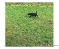 Veliki Crni Šnaucer štenad na prodaju