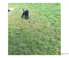 Veliki Crni Šnaucer štenad na prodaju