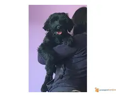Veliki Crni Šnaucer štenad na prodaju
