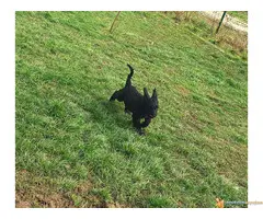 Veliki Crni Šnaucer štenad na prodaju - 6