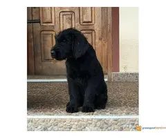 Veliki Crni Šnaucer štenad na prodaju - 7