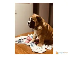 Engleski Buldog muško štene - 2