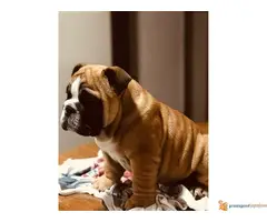 Engleski Buldog muško štene - 3