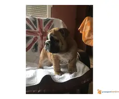 Engleski Buldog muško štene - 4