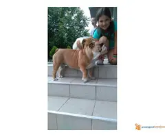 Engleski Buldog muško štene - 5