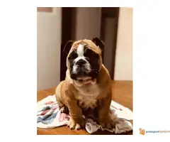 Engleski Buldog muško štene - 6