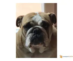 Engleski Buldog muško štene - 7
