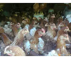 Prodaja mladih koka nosilja—Pozarevac - 4