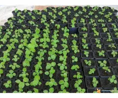 PAULOWNIA SEMENA - GARANCIJA, UPUTSTVO, SAVETI