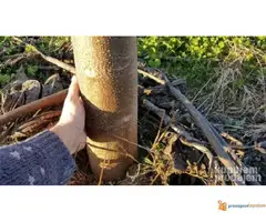 PAULOWNIA SEMENA - GARANCIJA, UPUTSTVO, SAVETI