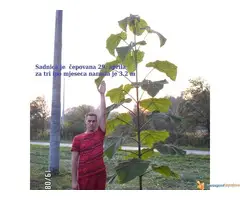 PAULOWNIA SEMENA - GARANCIJA, UPUTSTVO, SAVETI