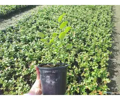 Sadnice borovnice sorti Duke i Bluecrop - po promotivnoj ceni - 2