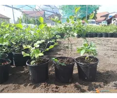 Sadnice borovnice sorti Duke i Bluecrop - po promotivnoj ceni - 3