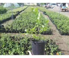 Sadnice borovnice sorti Duke i Bluecrop - po promotivnoj ceni - 4