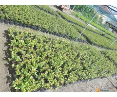 Sadnice borovnice sorti Duke i Bluecrop - po promotivnoj ceni - 5