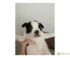 Boston terijer stenci na prodaju - 2