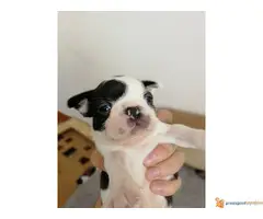 Boston terijer stenci na prodaju - 3