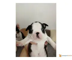 Boston terijer stenci na prodaju - 4