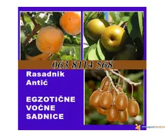 Najkvalitetnije sadnice voca u Srbiji