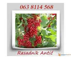 Najkvalitetnije sadnice voca u Srbiji - 2