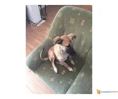 Maza spremna za udomljavanje