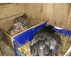 PATULJASTA ZIVINA - 2