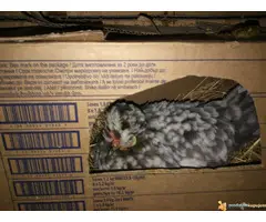 PATULJASTA ZIVINA - 3