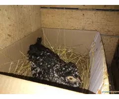 PATULJASTA ZIVINA - 4