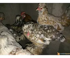 PATULJASTA ZIVINA - 5