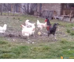 PATULJASTA ZIVINA - 6