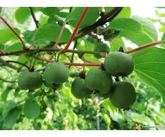 Sibirski kiwi sadnice samooplodni - 2