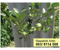 Voćne sadnice - hit jesenja cena za 2018