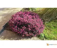 Erica carnea sadnice - 2