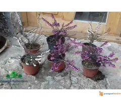 Erica carnea sadnice - 3