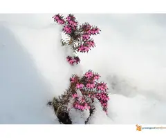 Erica carnea sadnice - 4