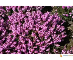 Erica carnea sadnice - 5