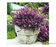 Erica carnea sadnice - 6