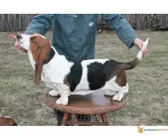 Basset hound- baset