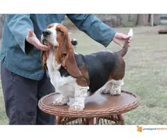Basset hound- baset