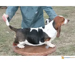 Basset hound- baset - 6