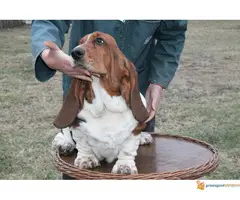 Basset hound- baset - 7