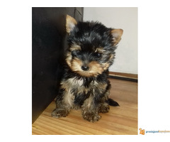 JORKI (jorksirski terijer)